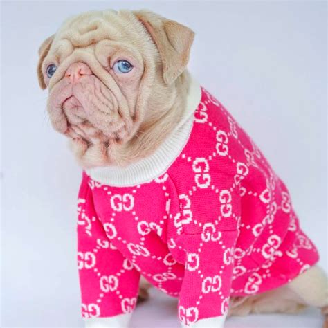 gucci sweater dog|Gucci inspired dog clothes.